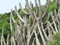 Imagem de Pilosocereus ulei (K. Schum.) Byles & G. D. Rowley