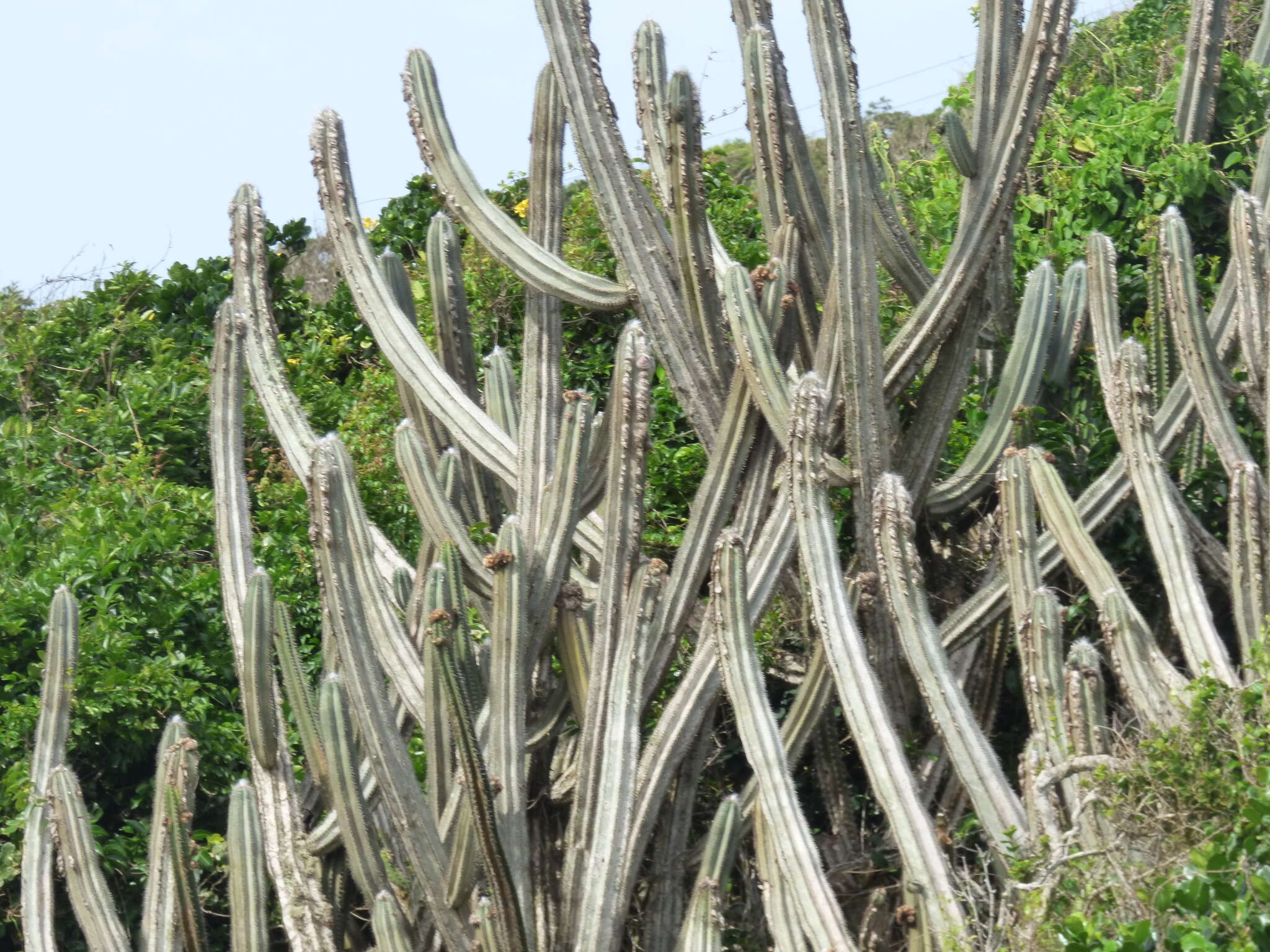 Imagem de Pilosocereus ulei (K. Schum.) Byles & G. D. Rowley