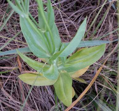 Image of showy prairie gentian