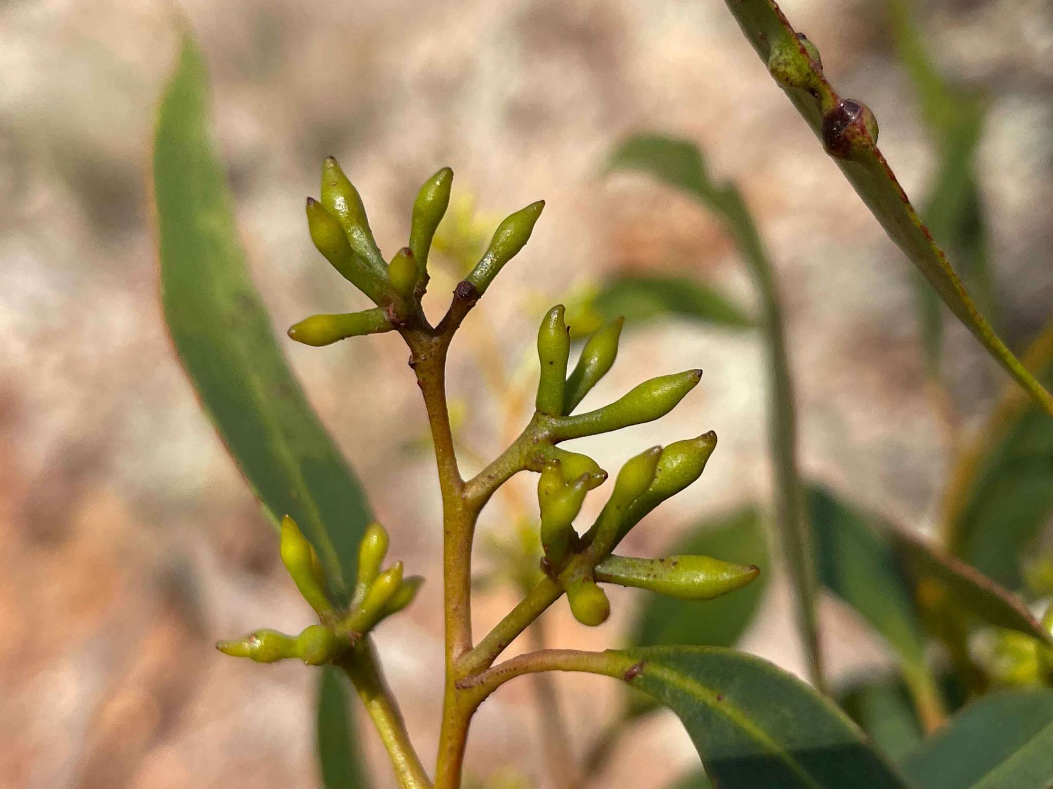 Image of Eucalyptus apothalassica L. A. S. Johnson & K. D. Hill