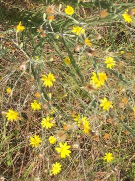 Image of narrowleaf silkgrass