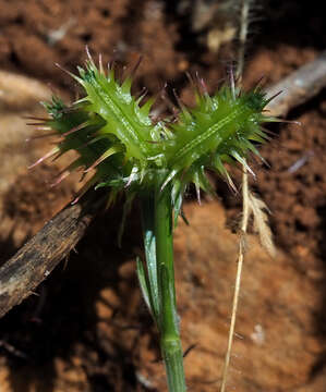 Image de Orlaya daucoides (L.) Greuter