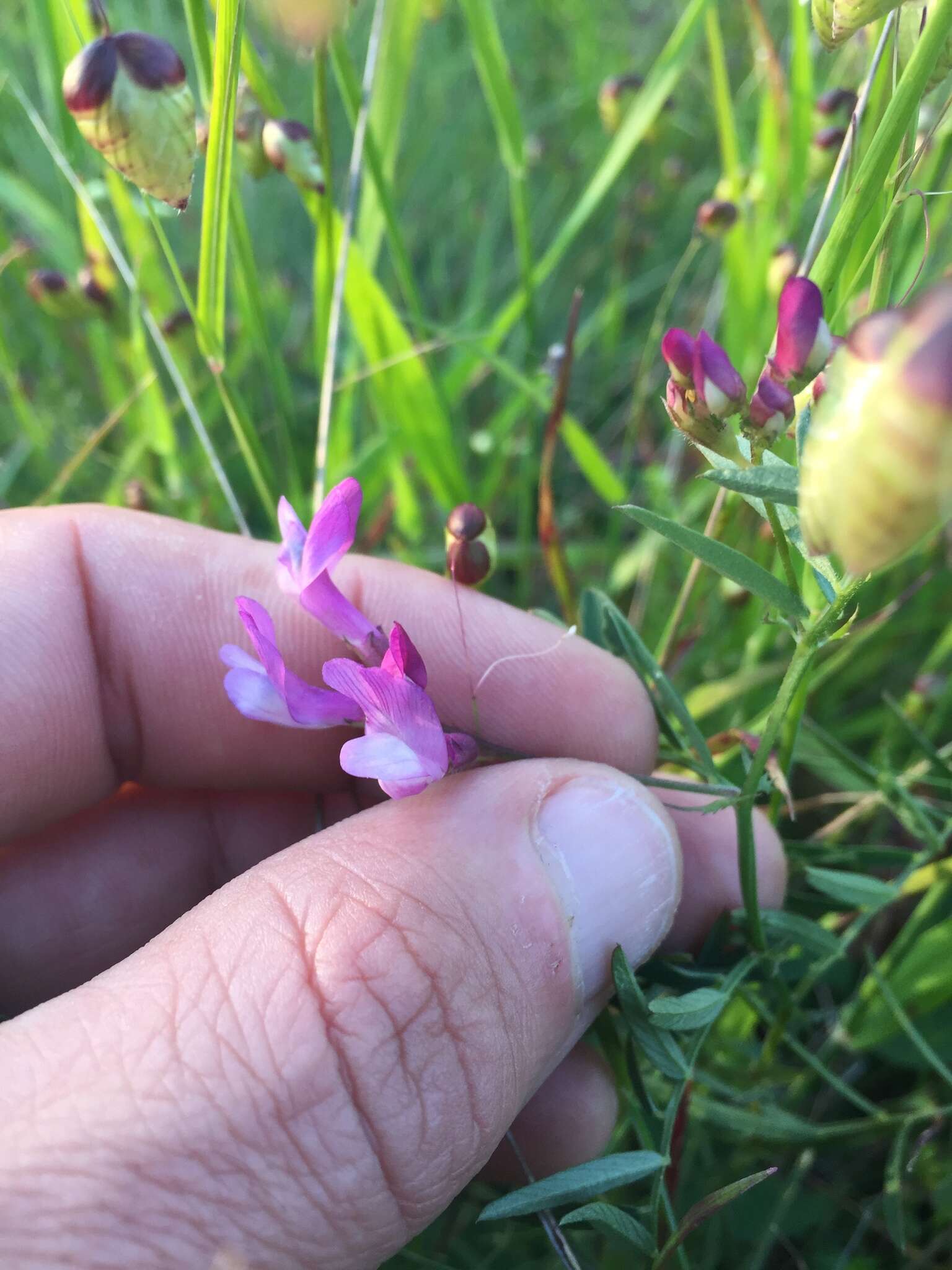 Image of American vetch