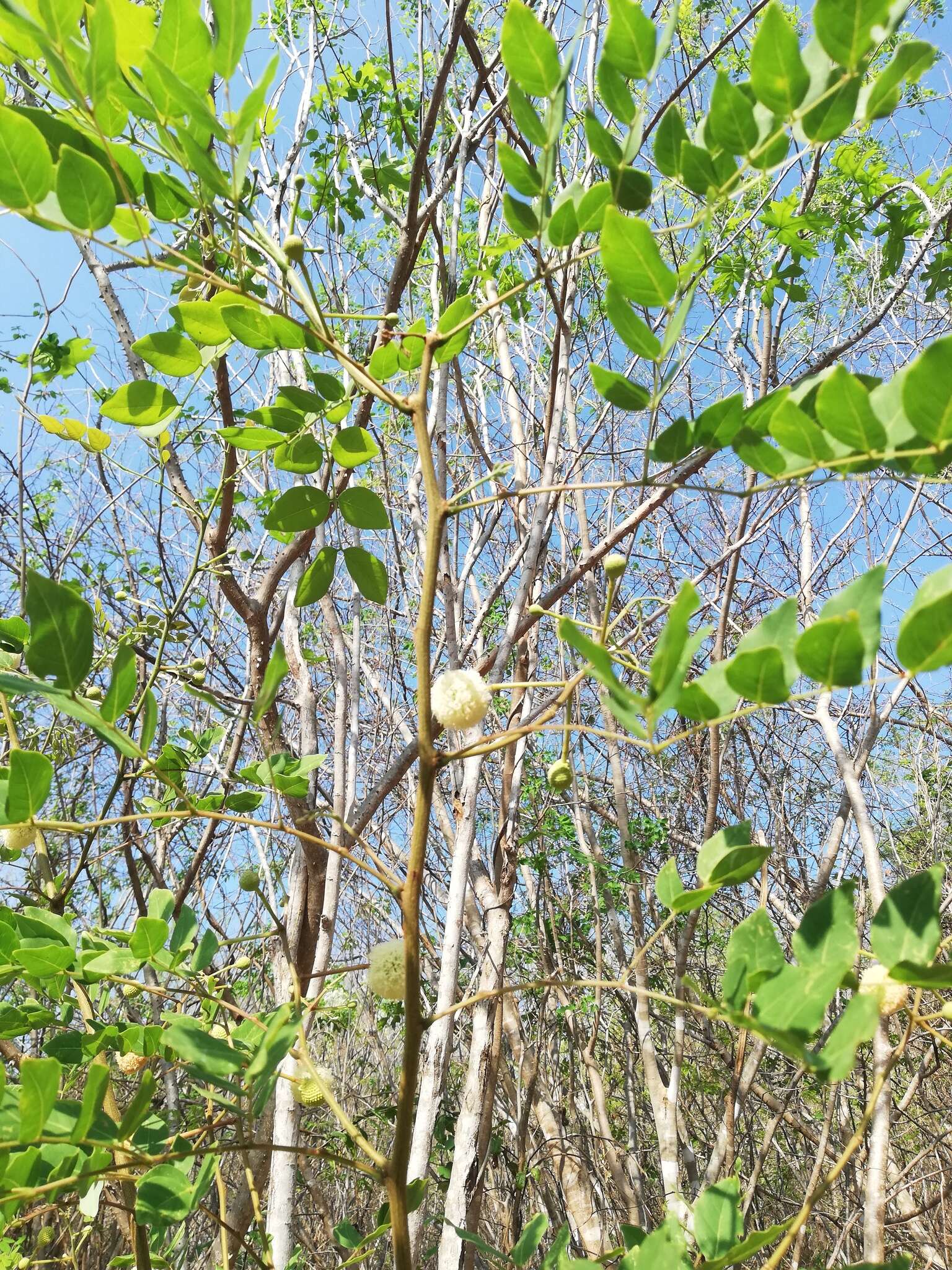 Plancia ëd Leucaena macrophylla Benth.