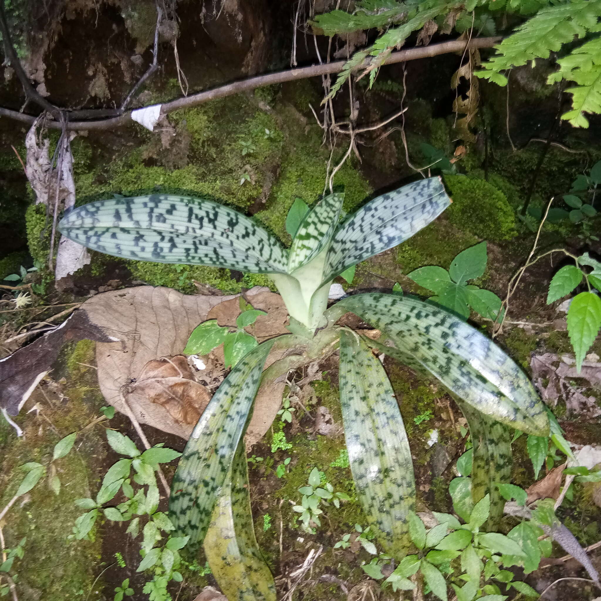 Image de Paphiopedilum javanicum (Reinw. ex Lindl.) Pfitzer