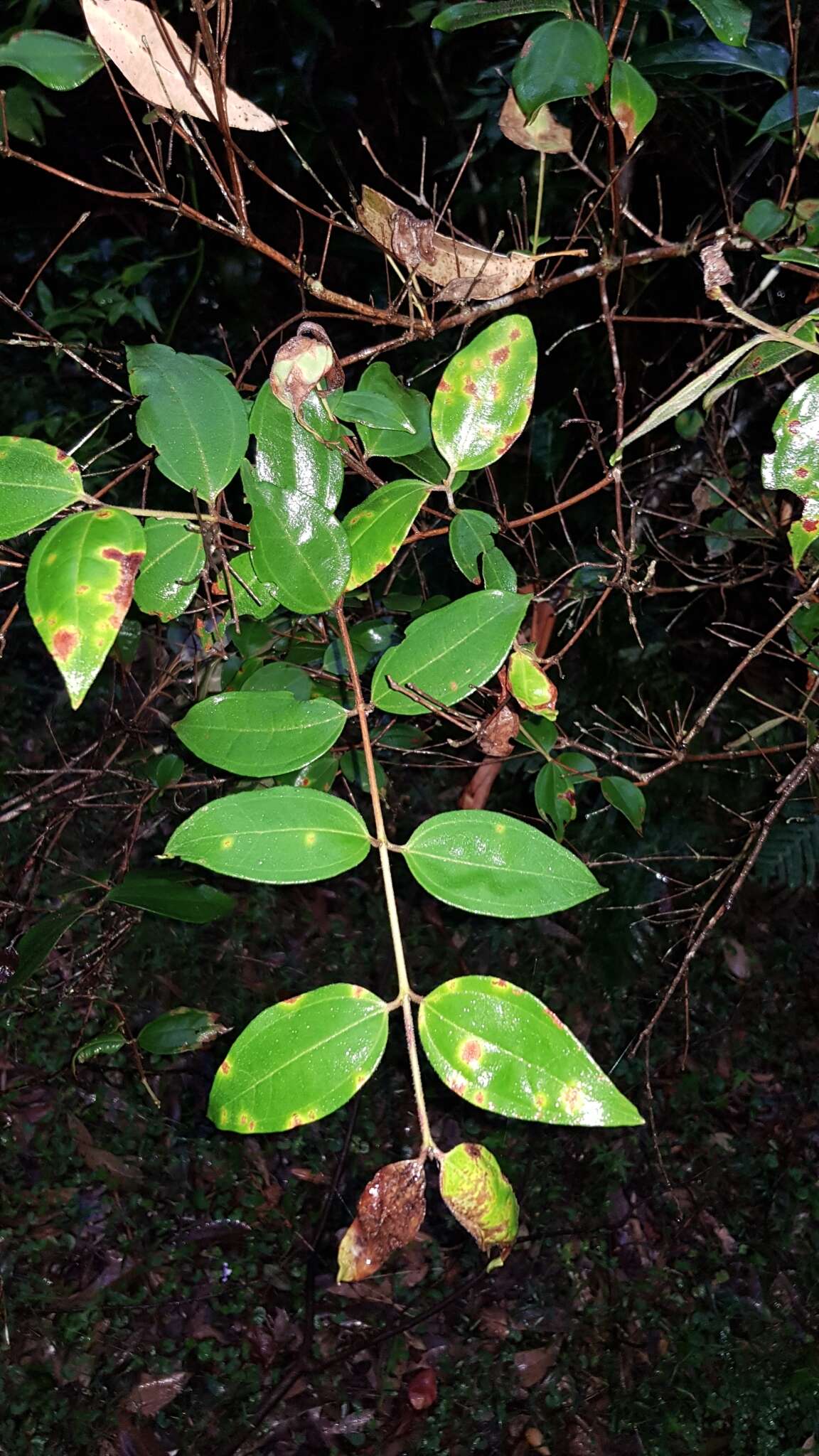 Image of Rhodamnia rubescens (Benth.) Miq.