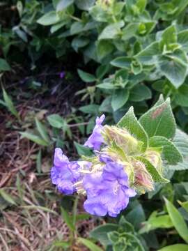 Image of Strobilanthes callosa Wall. ex Nees