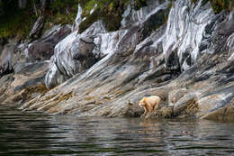 Image of Kermode bear