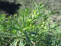 Image de Euphorbia regis-jubae J. Gay