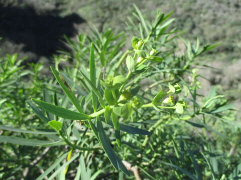 صورة Euphorbia regis-jubae J. Gay