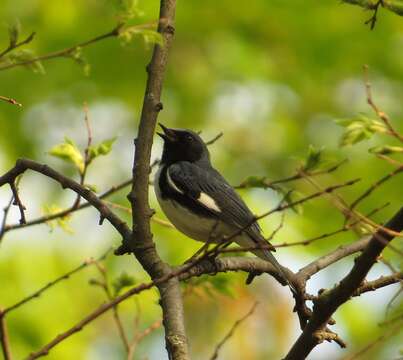 Image of Black-throated Blue Warbler