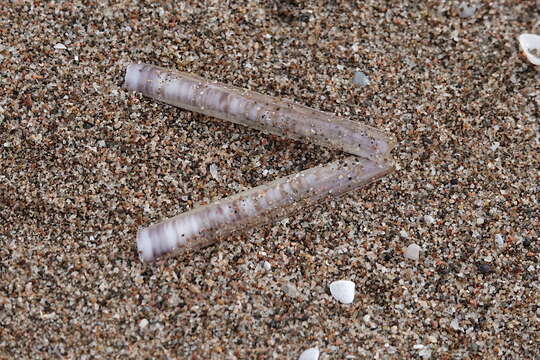 Image of minor jackknife clam