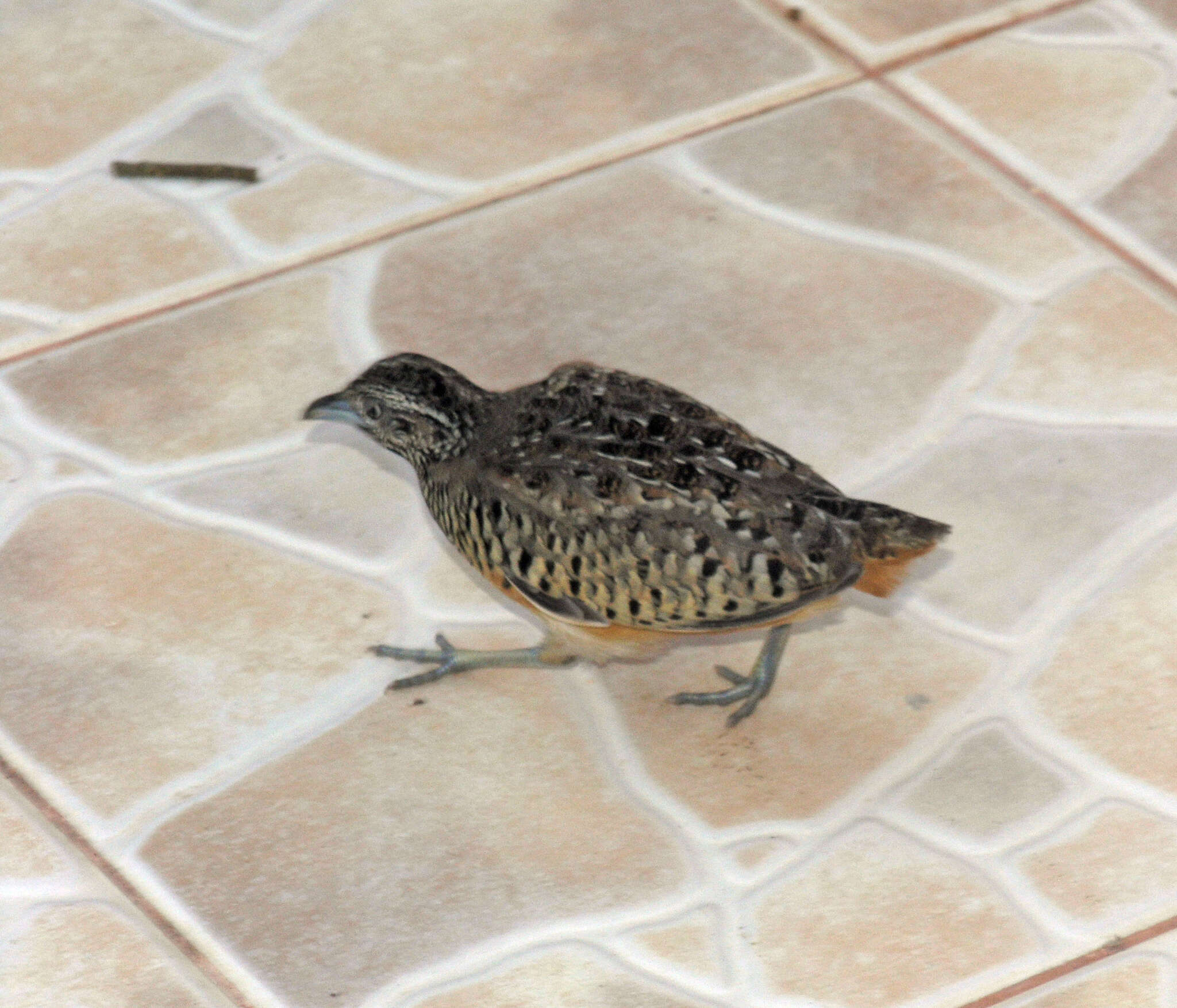 Image of Barred Buttonquail