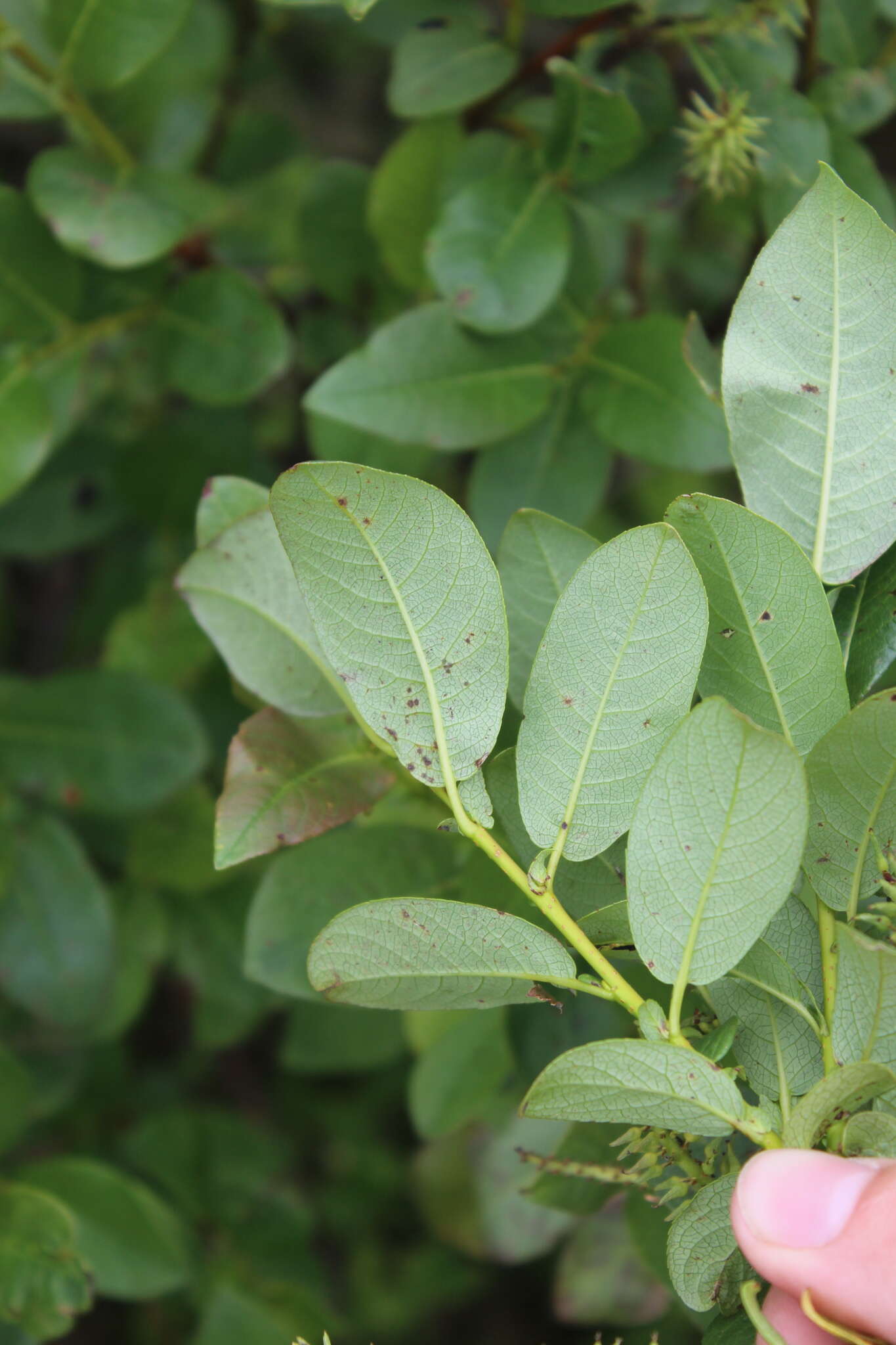 Image of halberd willow