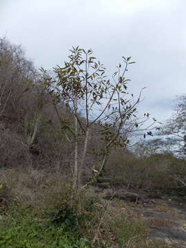 Image of Sapium lateriflorum Hemsl.