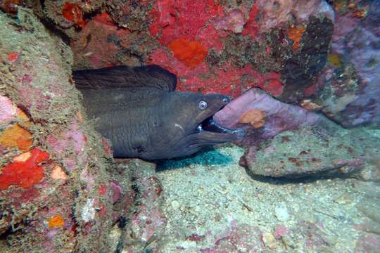 Слика од Gymnothorax vicinus (Castelnau 1855)