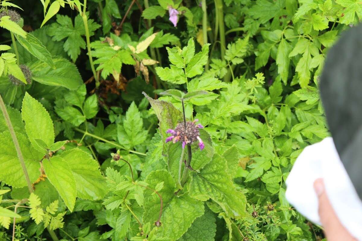 Image of Phlomoides bracteosa (Royle ex Benth.) Kamelin & Makhm.