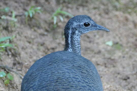 Image of Gray Tinamou