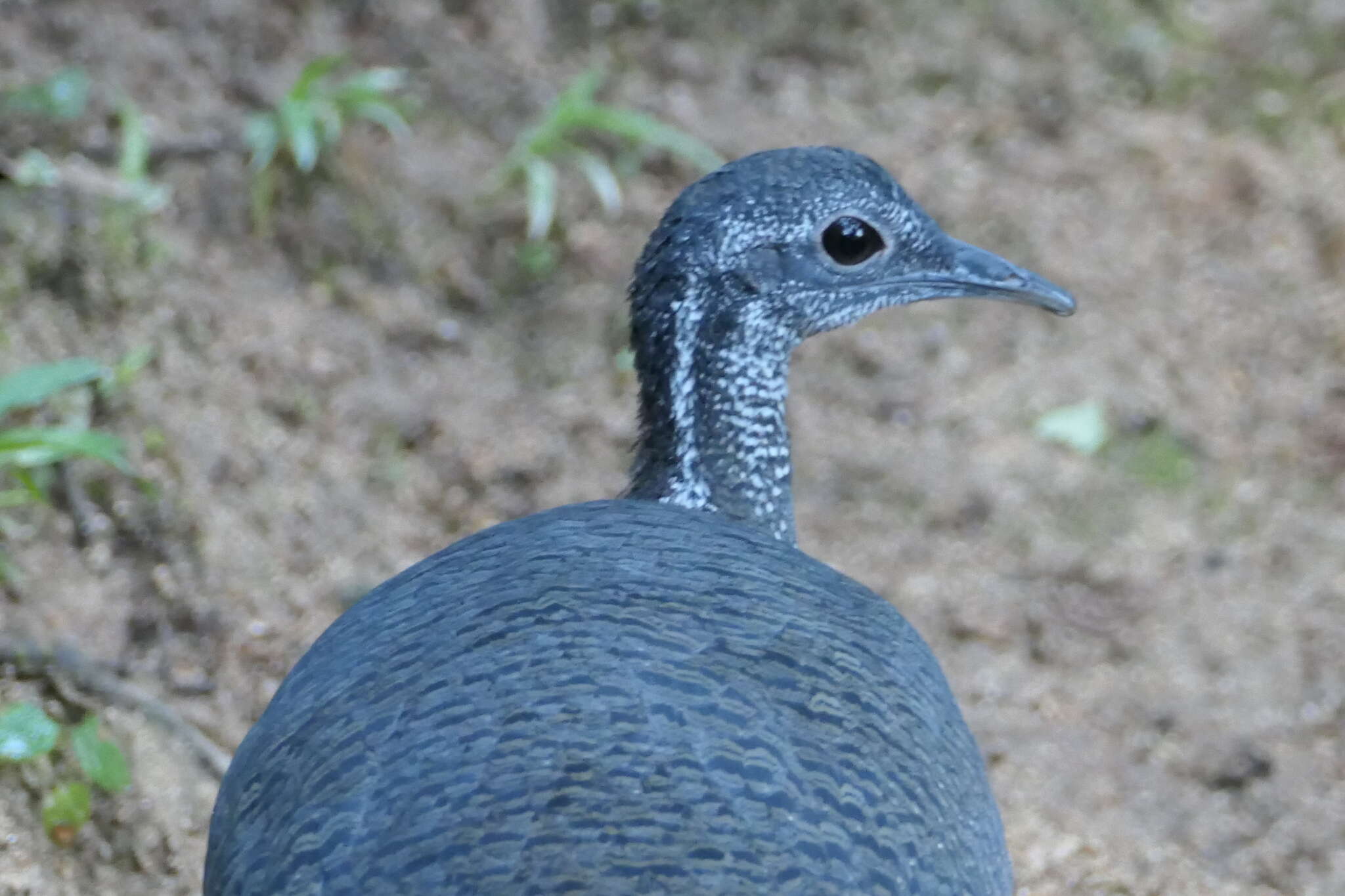Image of Gray Tinamou