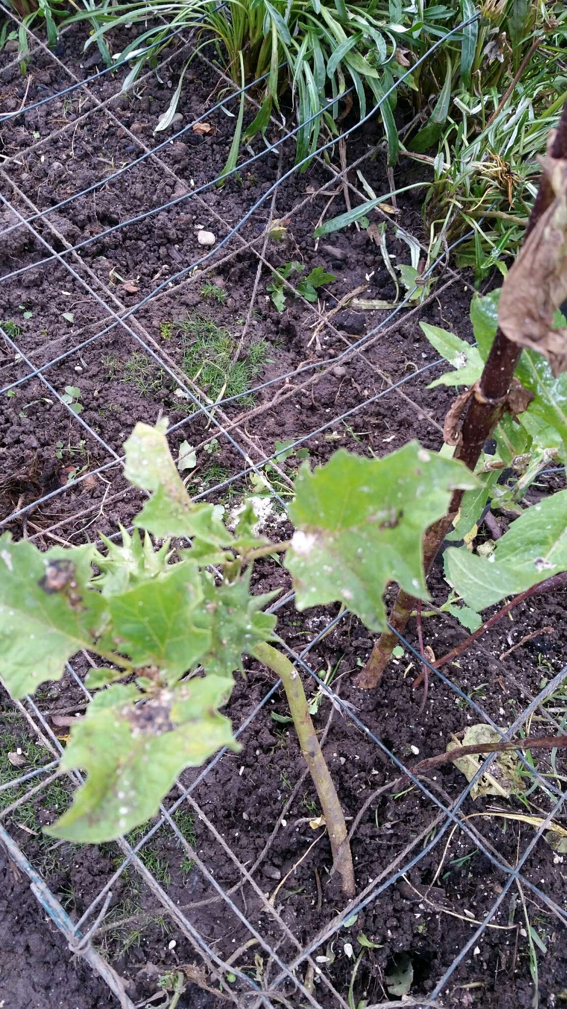 Image de Datura ferox L.