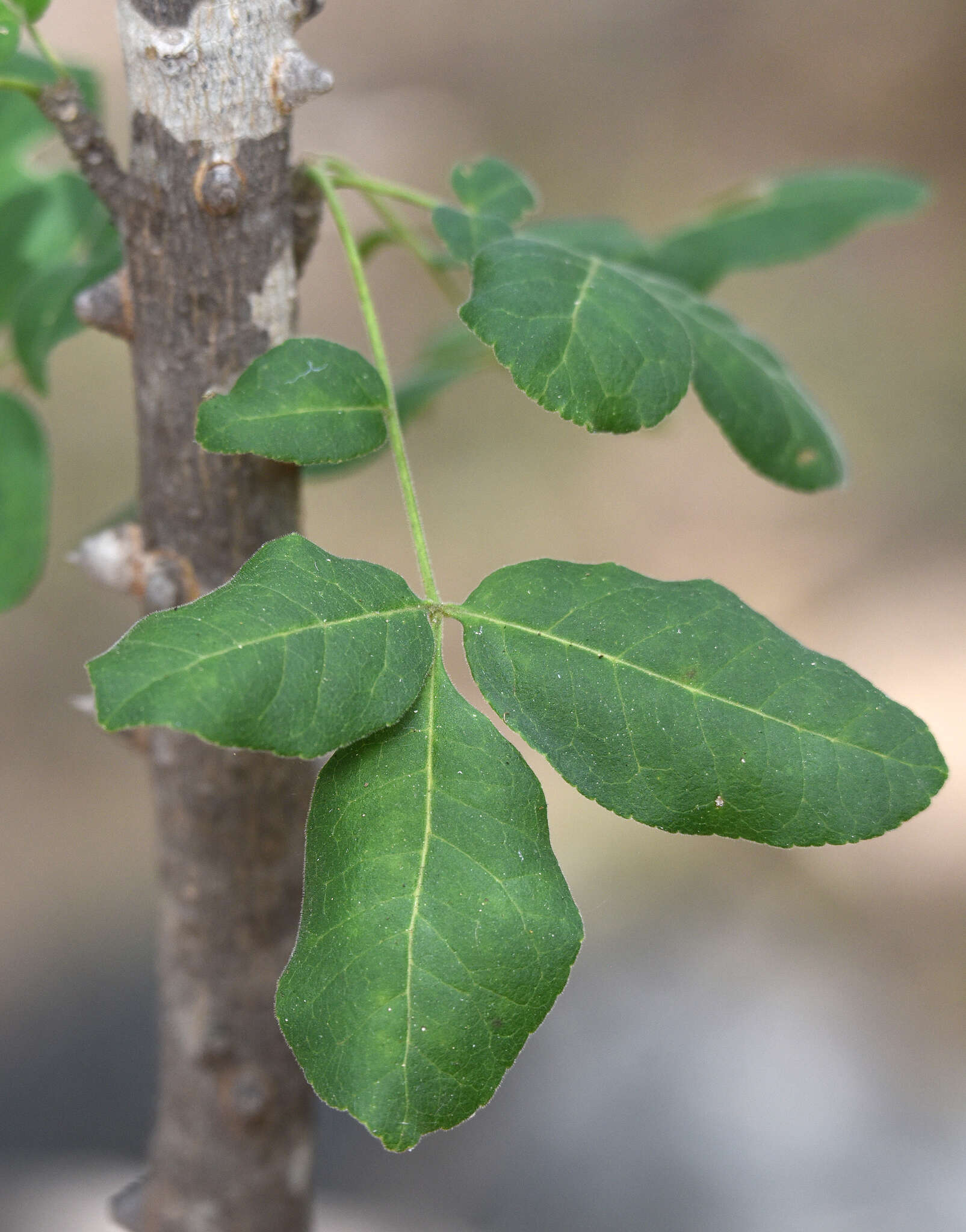 Zanthoxylum arborescens Rose的圖片