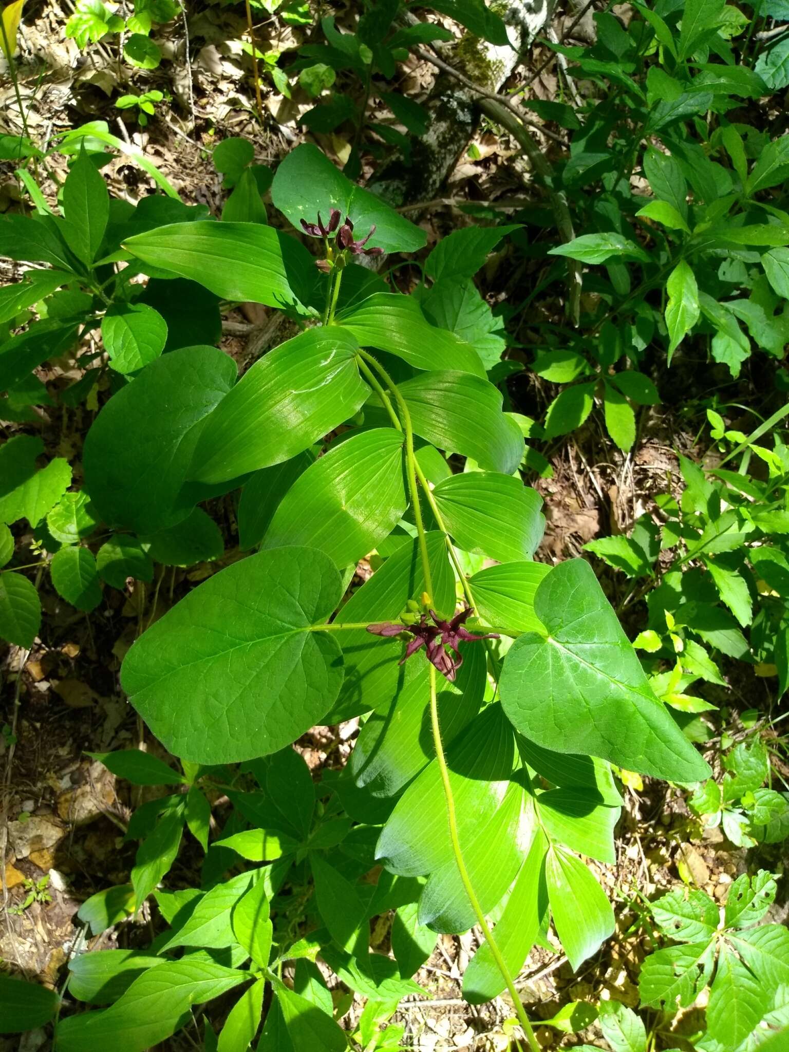 Image of oldfield milkvine