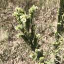 Image de Oreocarya setosissima (A. Gray) Greene