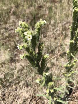 Image de Oreocarya setosissima (A. Gray) Greene