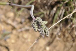 Sivun Salvia nutans L. kuva