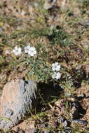 Plancia ëd Heterochroa desertorum Bunge