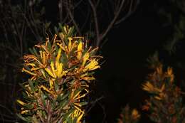 Image of Lambertia multiflora var. darlingensis R. J. Hnatiuk