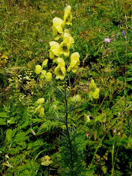 Aconitum anthora L.的圖片