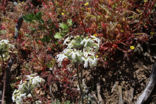 Image of Glandularia multiglandulosa (Moldenke) P. Peralta