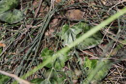 Image of Cyclamen hederifolium subsp. africanum (Boiss. & Reut.) Ietsw.