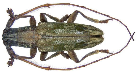Image of <i>Trigonoptera quadrimaculata</i> Nonfried 1894