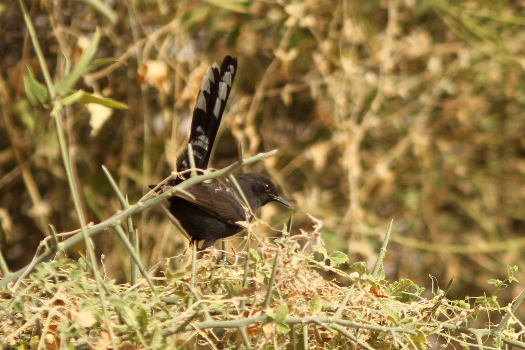 Image of Black Bush Robin