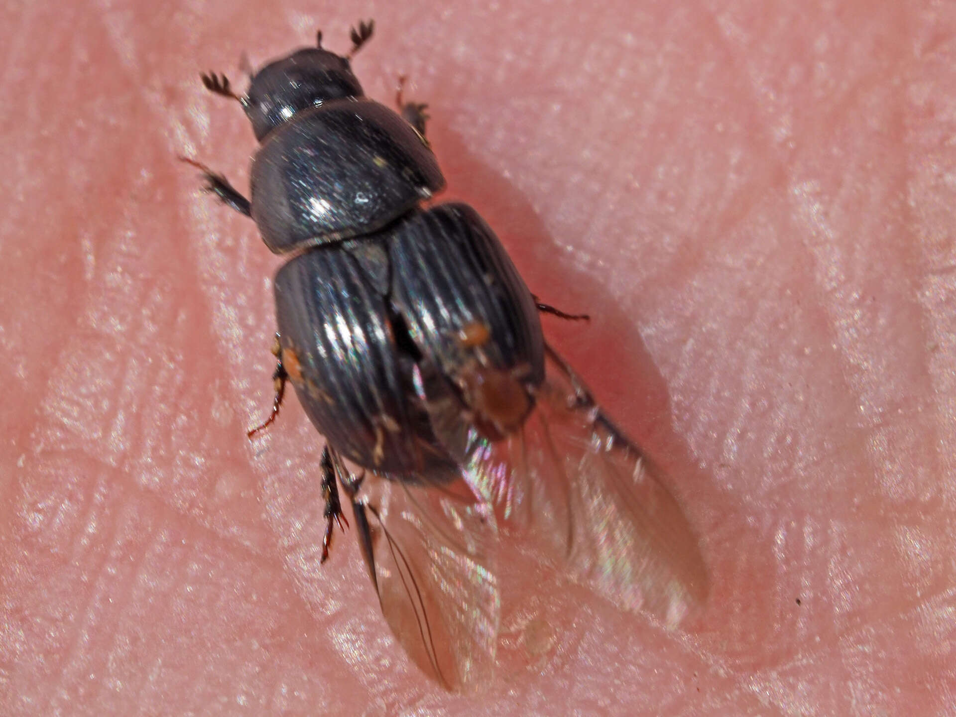 Image of Otophorus