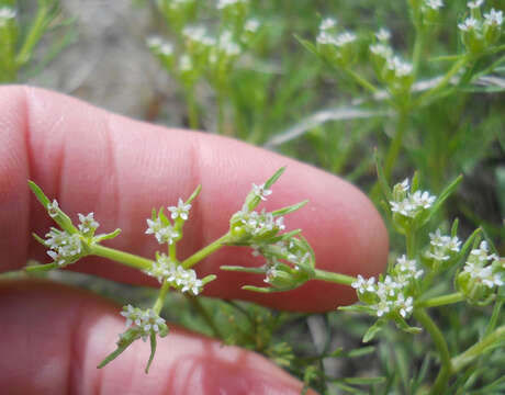 Ammoselinum popei Torr. & Gray resmi