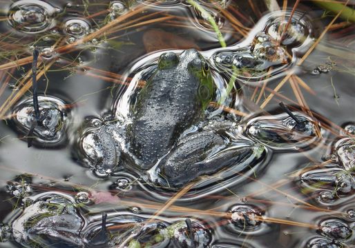 Image of American Bullfrog