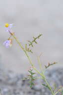 Image of Solanum lacunarium F. Müll.