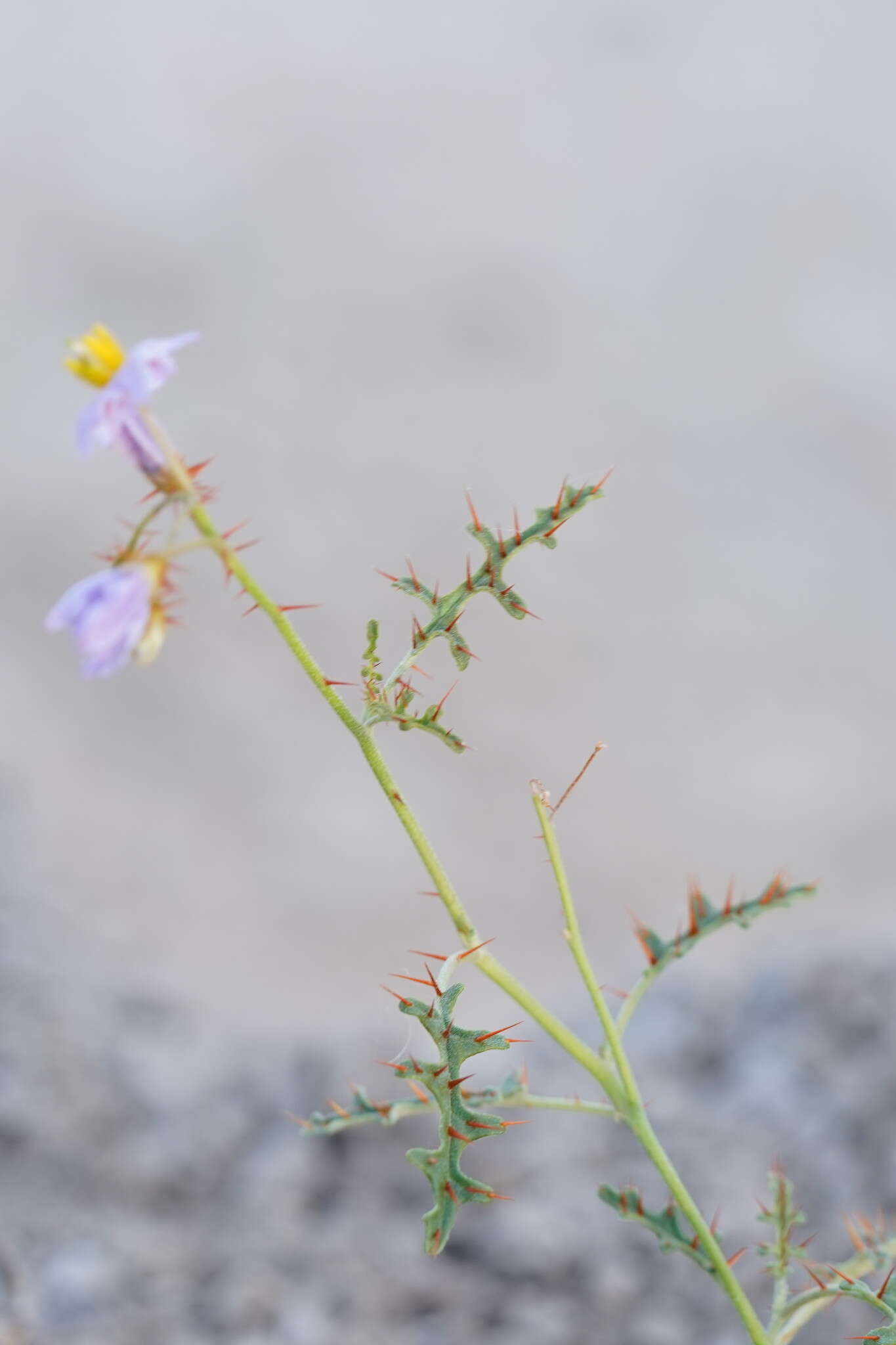 Image of Solanum lacunarium F. Müll.