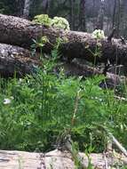 Image de Ligusticum porteri Coult. & N. E. Rose