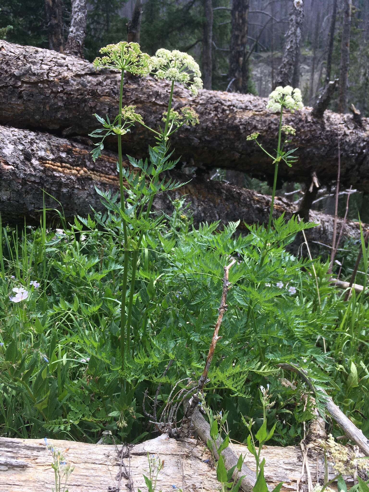 Ligusticum porteri Coult. & N. E. Rose的圖片