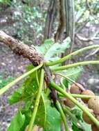 Image of Terminalia crenata Tul.