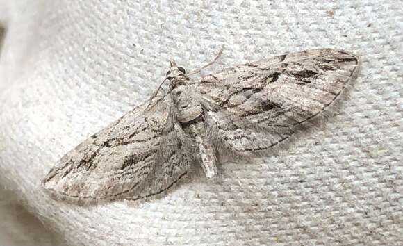 Слика од Eupithecia phoeniceata Rambur 1834