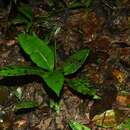Image of Danaea simplicifolia Rudge