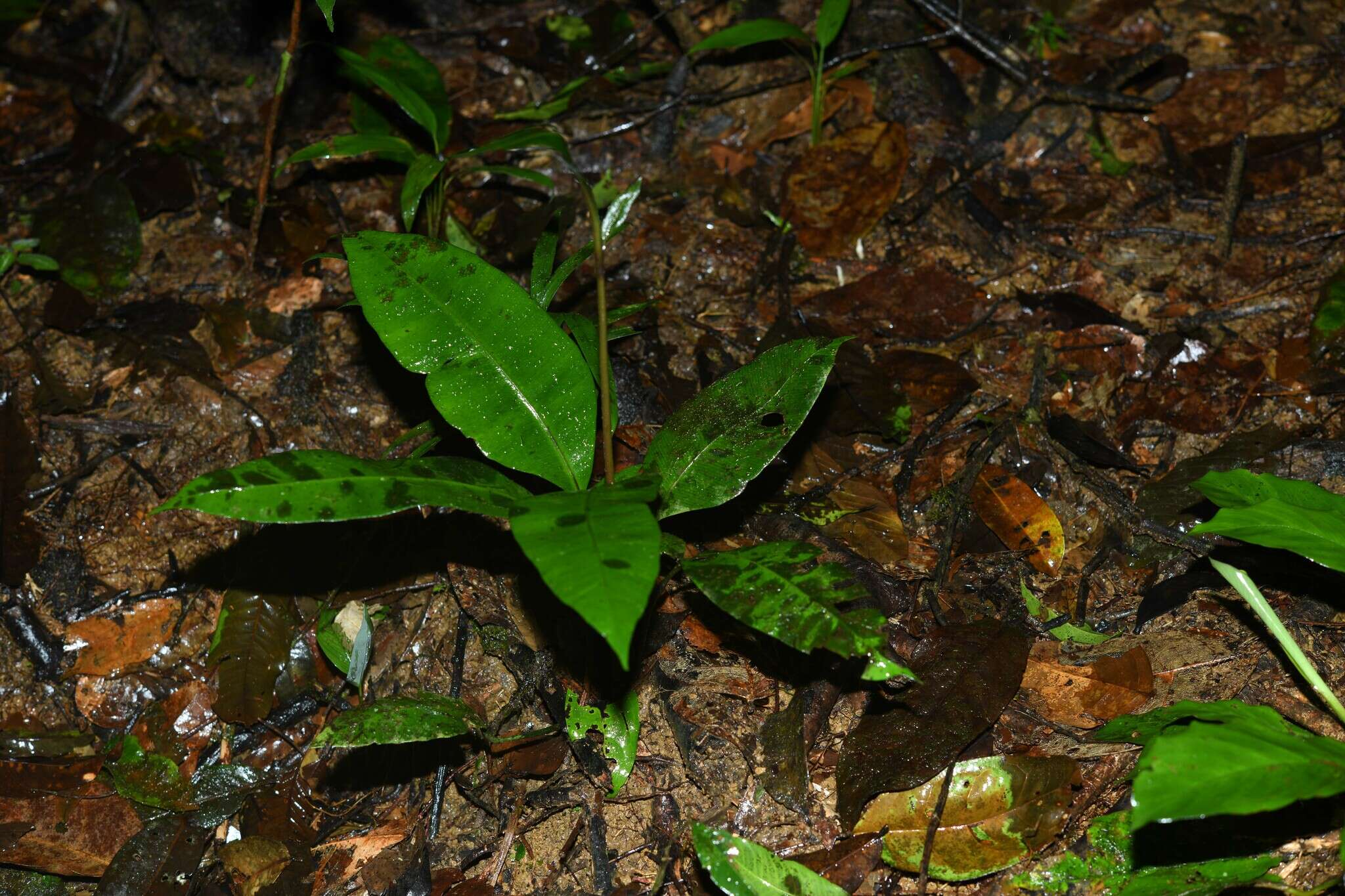 Image of Danaea simplicifolia Rudge