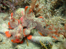 Image of Red handfish