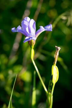 Image de Iris prismatica Pursh