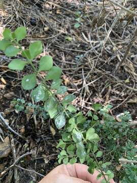 Plancia ëd Catesbaea melanocarpa Urb.